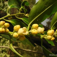 Diospyros malabarica (Desr.) Kostel.